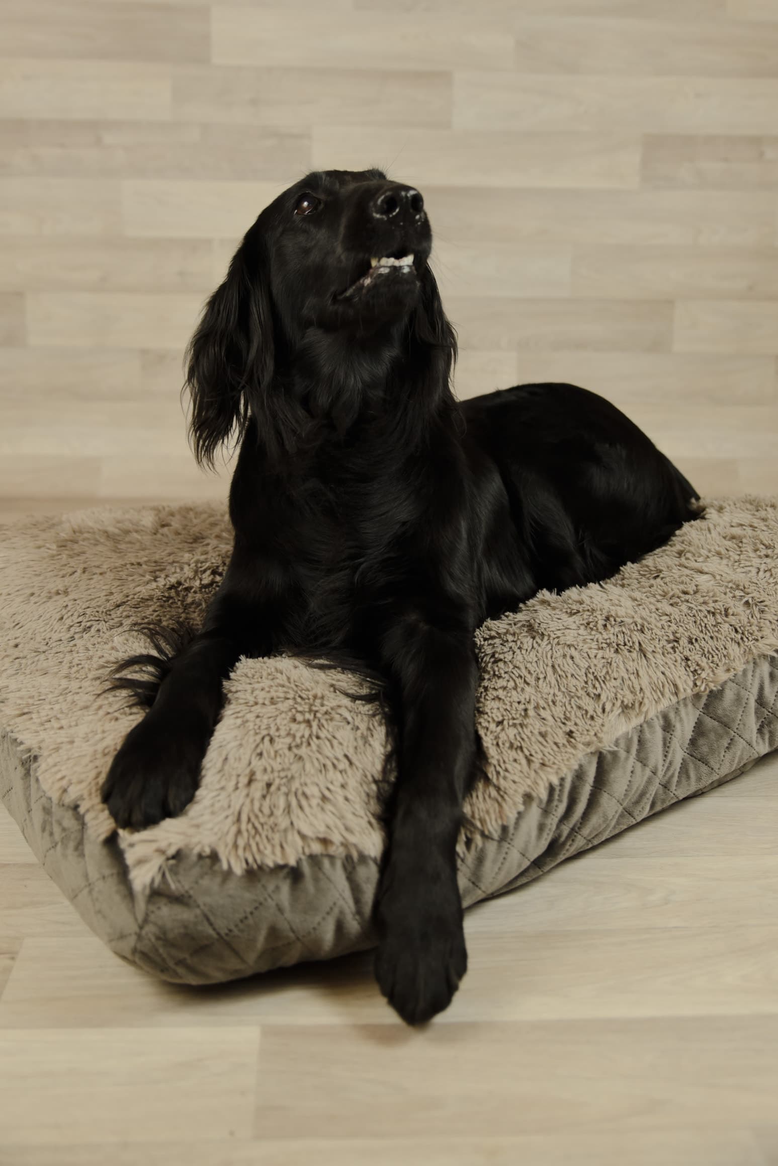 Coussin moelleux pour chien fait main — Quadra Belgium